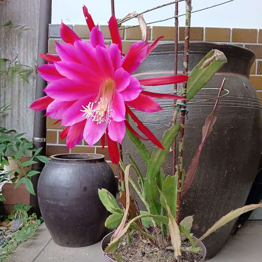 波佐見焼 藍彩窯